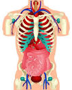 body 